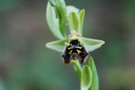 Ophrys bormuelleri